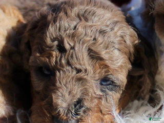 Miniature Poodle dogs Miniature Poodle Puppy 2 - Ad 10