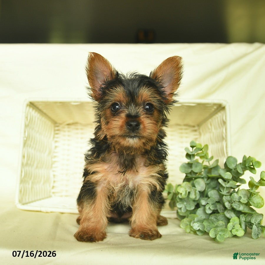Yorkshire Terrier dogs Lariett  - Ad 2