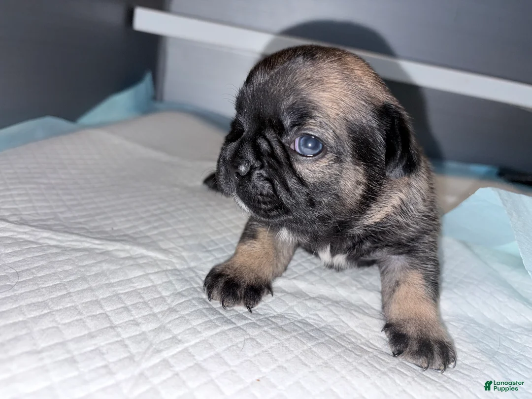 French Bulldog dogs for sale: French Bulldog Puppy 3 - Ad 2