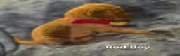 Golden Retriever dogs for sale: Red Boy - Ad 3
