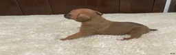 Boxer dogs for sale: Colt - Ad 18