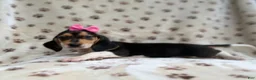 Beagle dogs for sale: Wendy - Ad 6