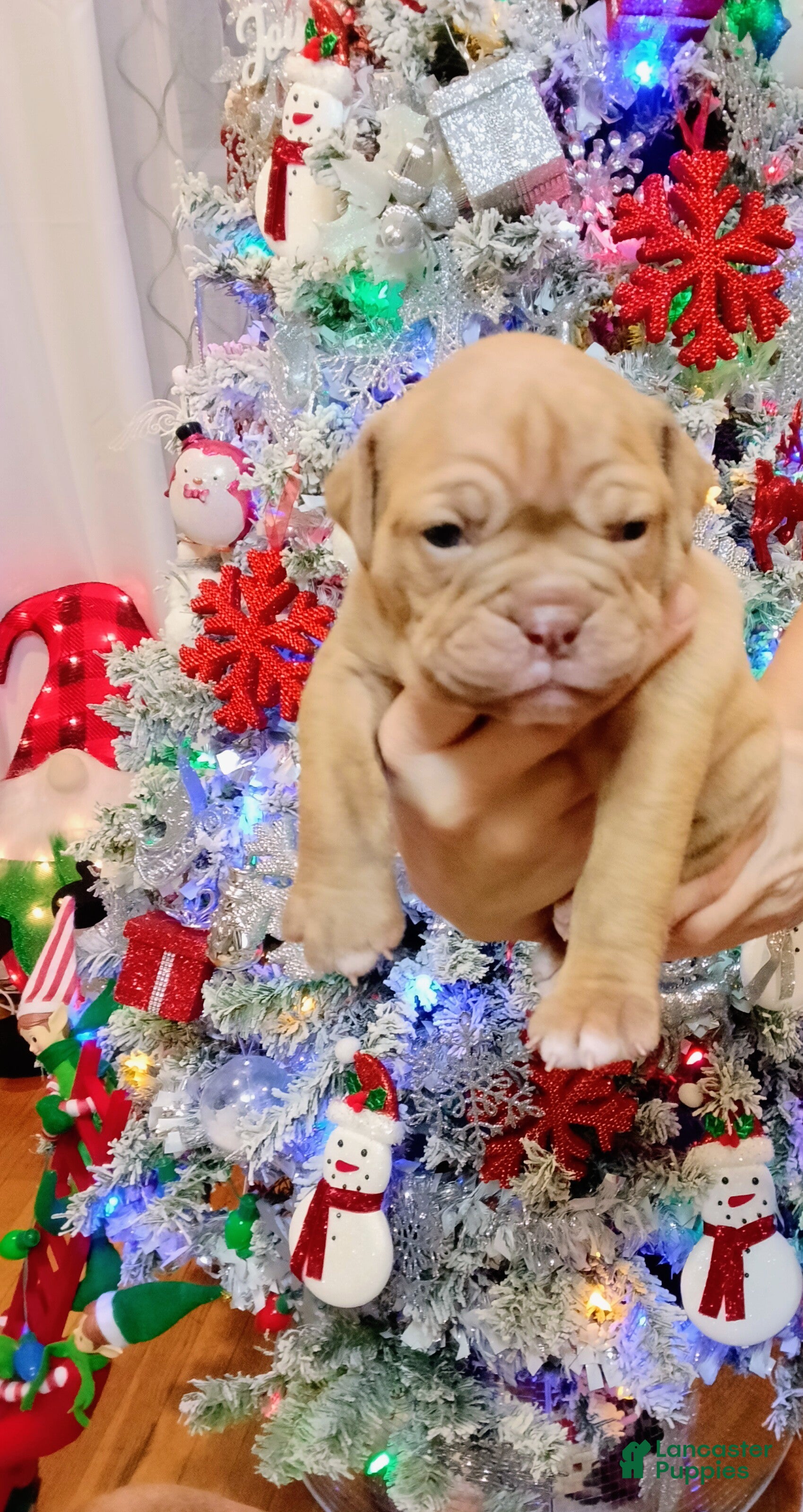 Olde English Bulldogge dogs Olde English Bulldogge Puppy 7 - Ad 23