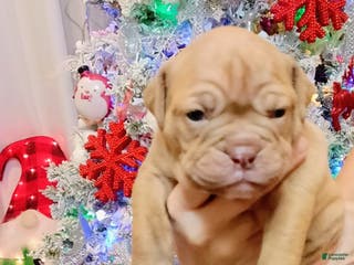 Olde English Bulldogge dogs Olde English Bulldogge Puppy 7 - Ad 7