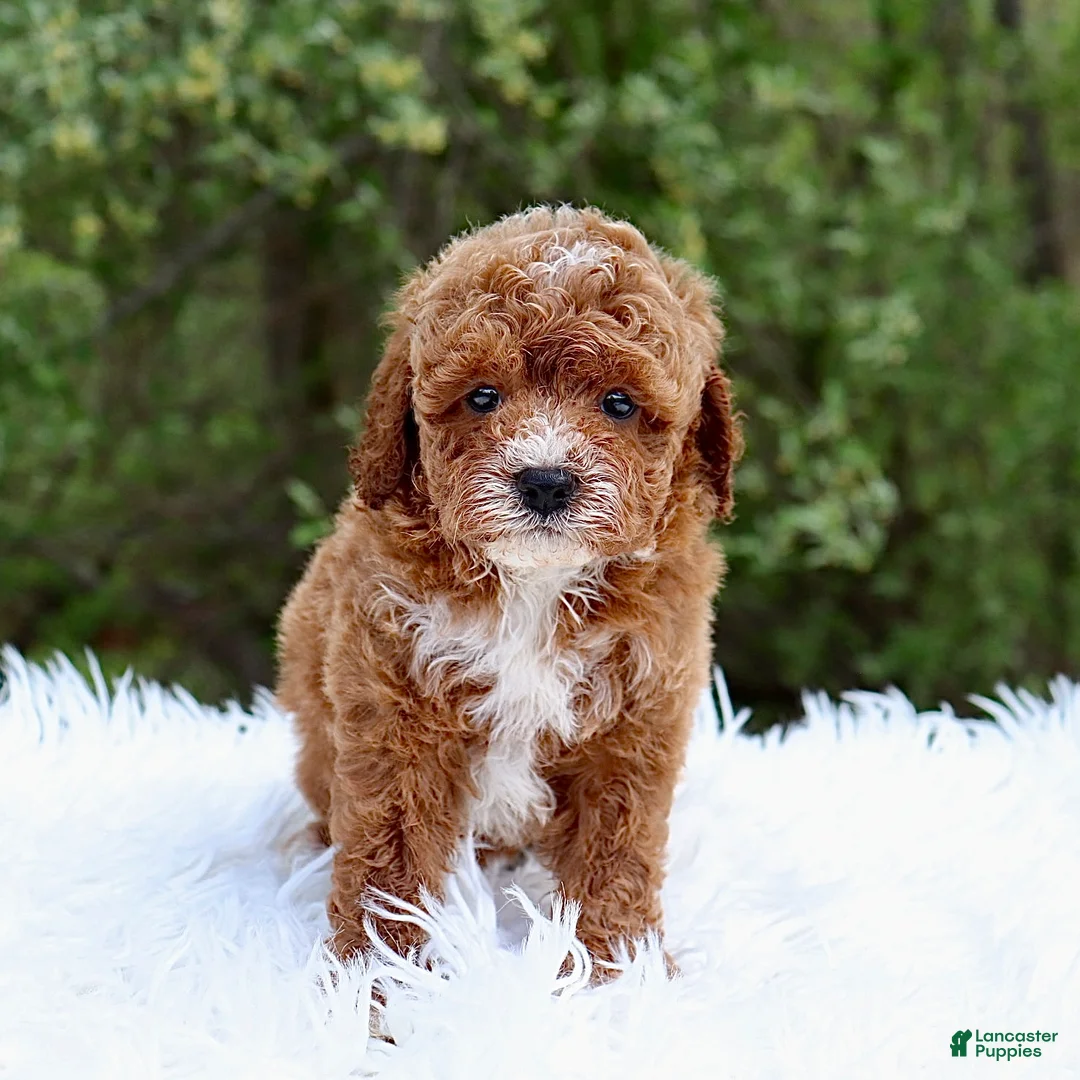 Cavapoo dogs for sale: Mr. Randall - Ad 1