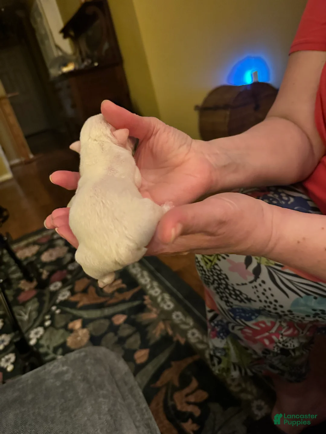 Mixed Breed dogs for sale: English Bulldog Puppy 5 - Ad 1