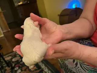 Mixed Breed dogs English Bulldog Puppy 5 - Ad 41