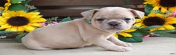 French Bulldog dogs for sale: Roxy - Ad 8