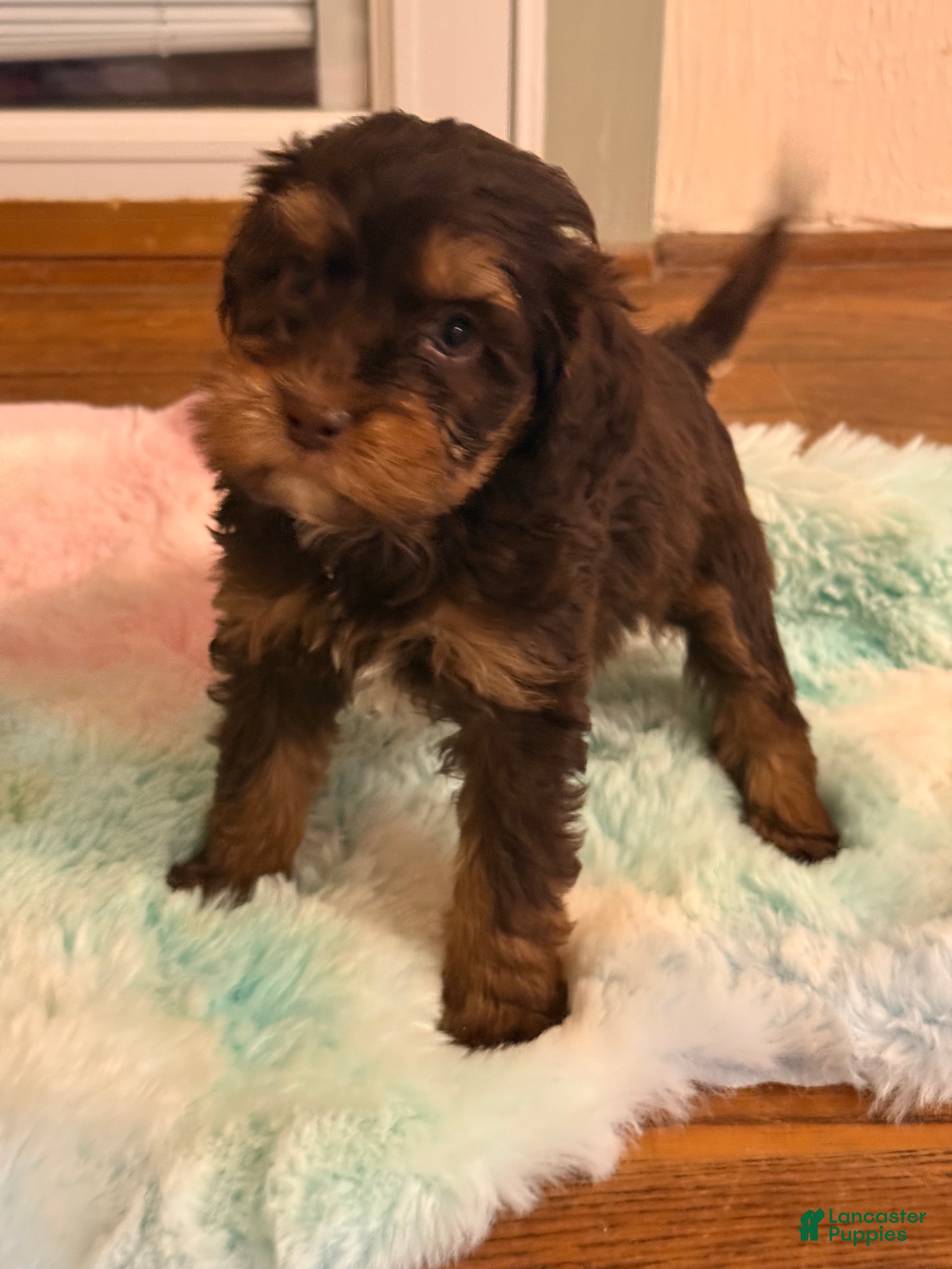 Labradoodle dogs Labradoodle Puppy 4 - Ad 12