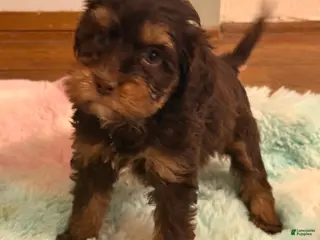 Labradoodle dogs Labradoodle Puppy 4 - Ad 12