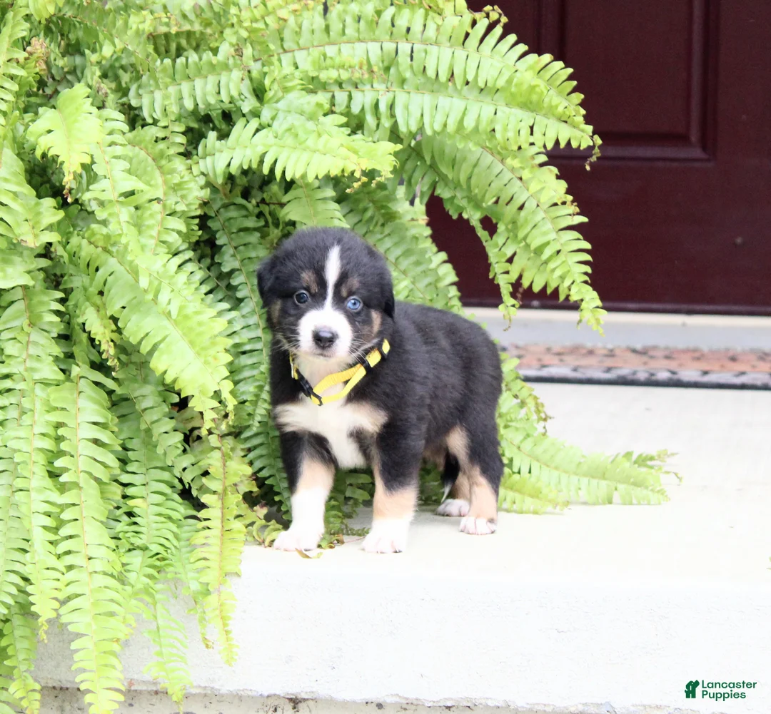 Miniature Australian Shepherd dogs for sale: Ace - Ad 2