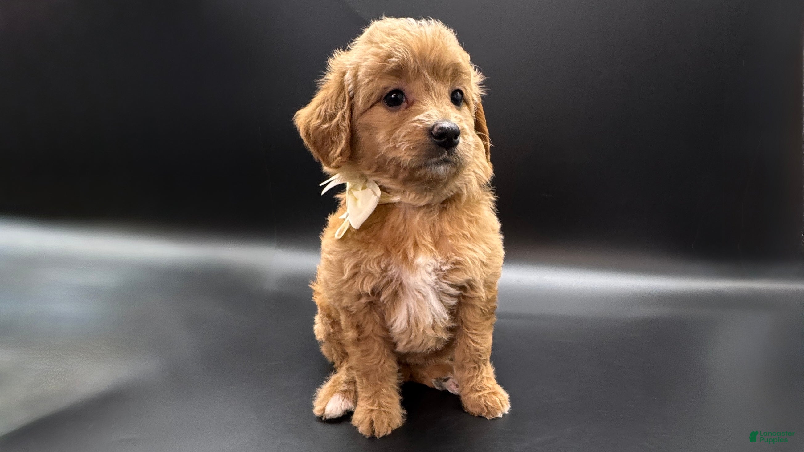 Mini Goldendoodle dogs Cookie Mini Goldendoodle - Ad 17