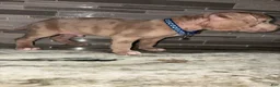 American Pit Bull Terrier dogs for sale: Titus  - Ad 3