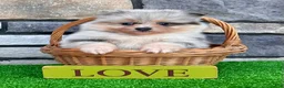 Pomeranian dogs for sale: Frosty - Ad 4