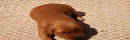 Golden Retriever dogs for sale: Daisy -AKC, Genetically Clear - Ad 84