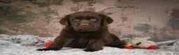 Labrador Retriever dogs for sale: Brooke - Ad 6