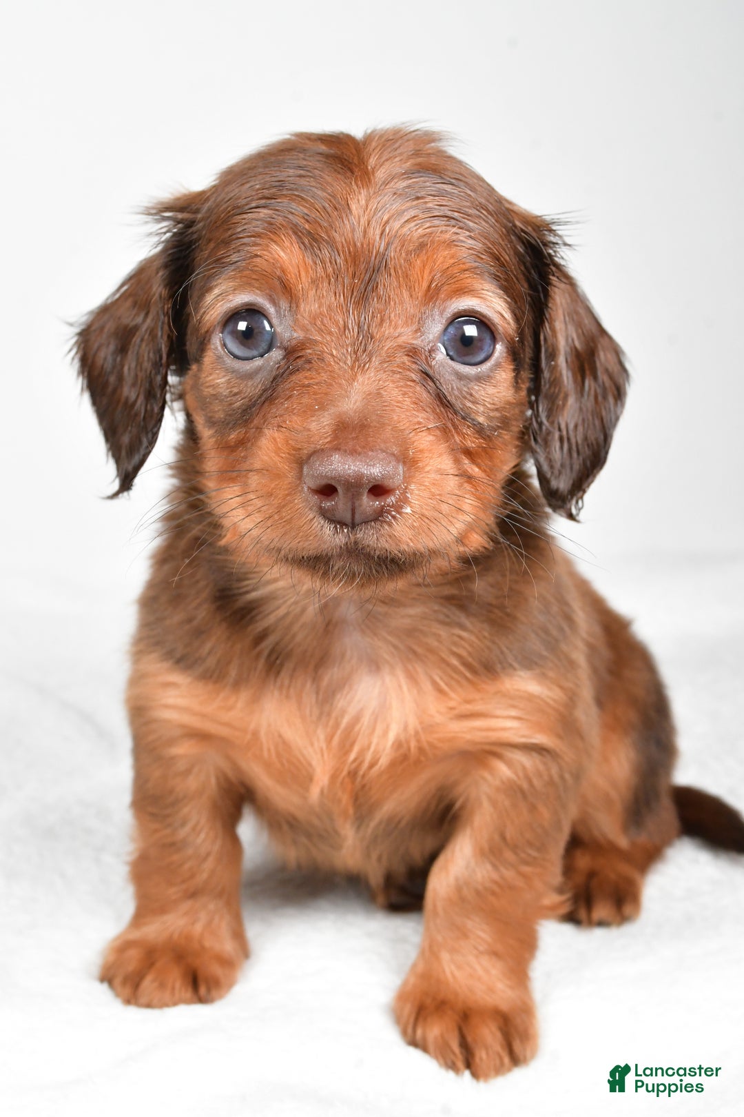 Miniature Dachshund dogs for sale: Beth - Ad 2