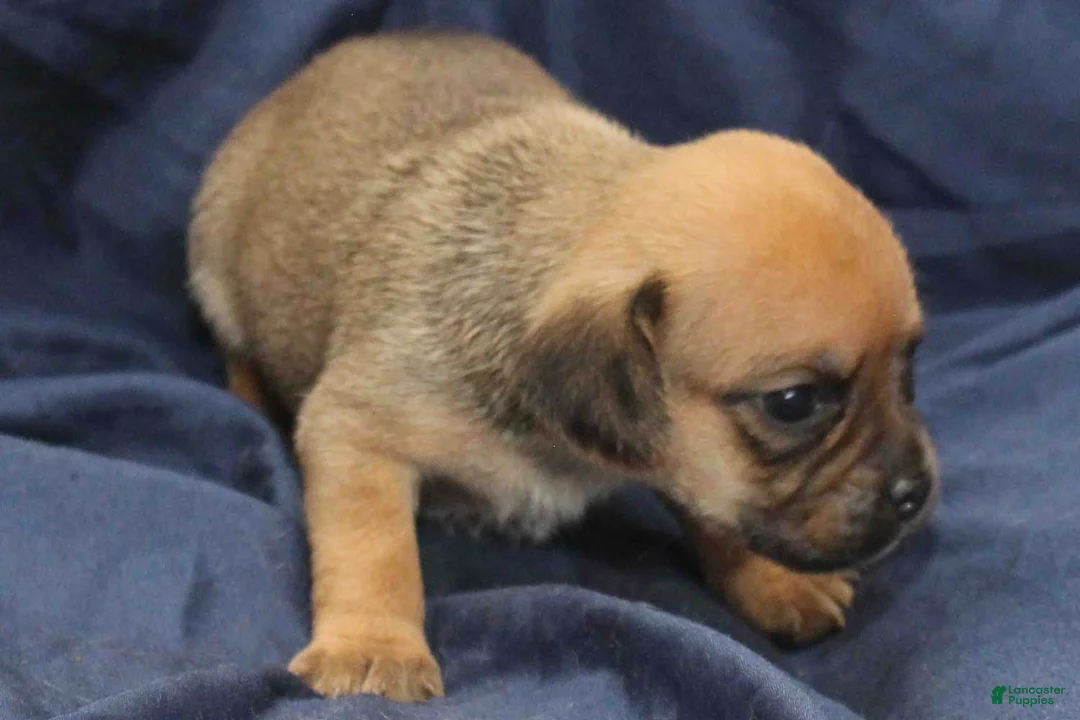 Puggle dogs for sale: Rey - Ad 2