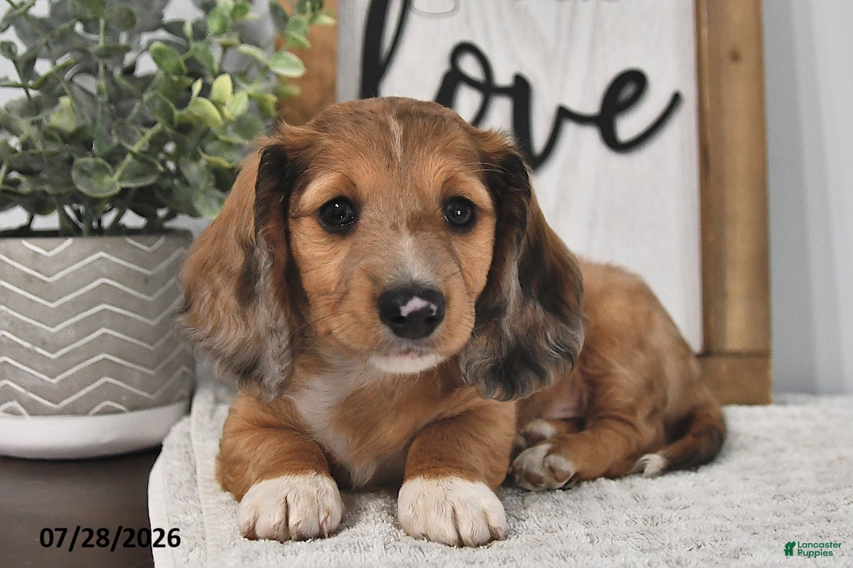 Miniature Dachshund dogs Miles - Ad 1