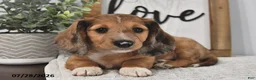 Miniature Dachshund dogs for sale: Miles - Ad 1