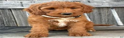 Irish Doodle dogs for sale: Juniper - Ad 18