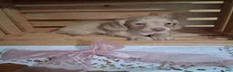 Dachshund dogs for sale: Millie - Ad 1