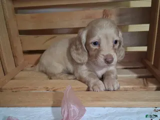 Dachshund dogs Millie - Ad 9