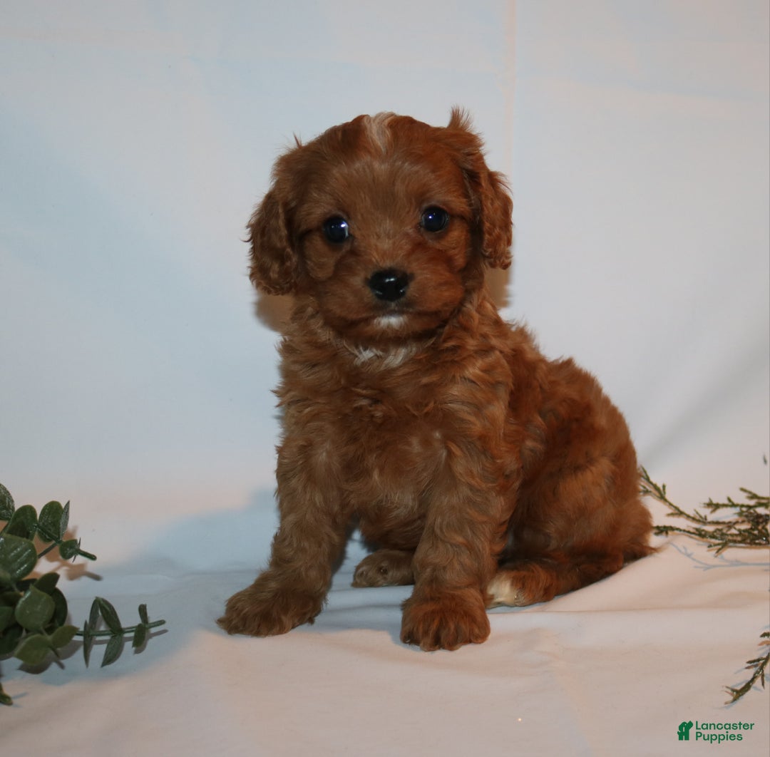 Cavapoo dogs for sale: Sue - Ad 7