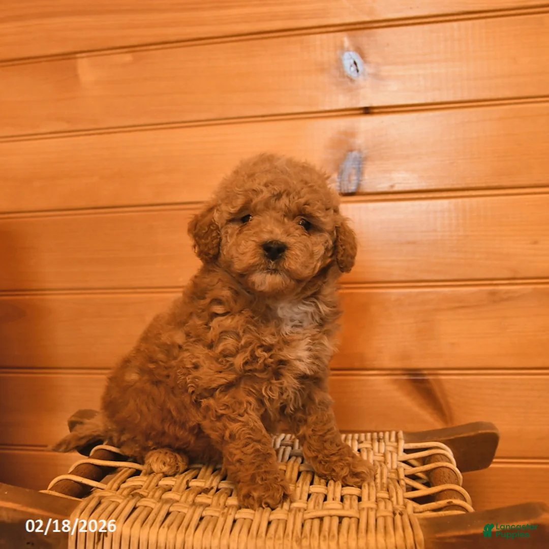 Mini Goldendoodle dogs for sale: Misty  - Ad 2