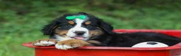 Bernese Mountain Dog dogs for sale: SCOUT - Ad 9