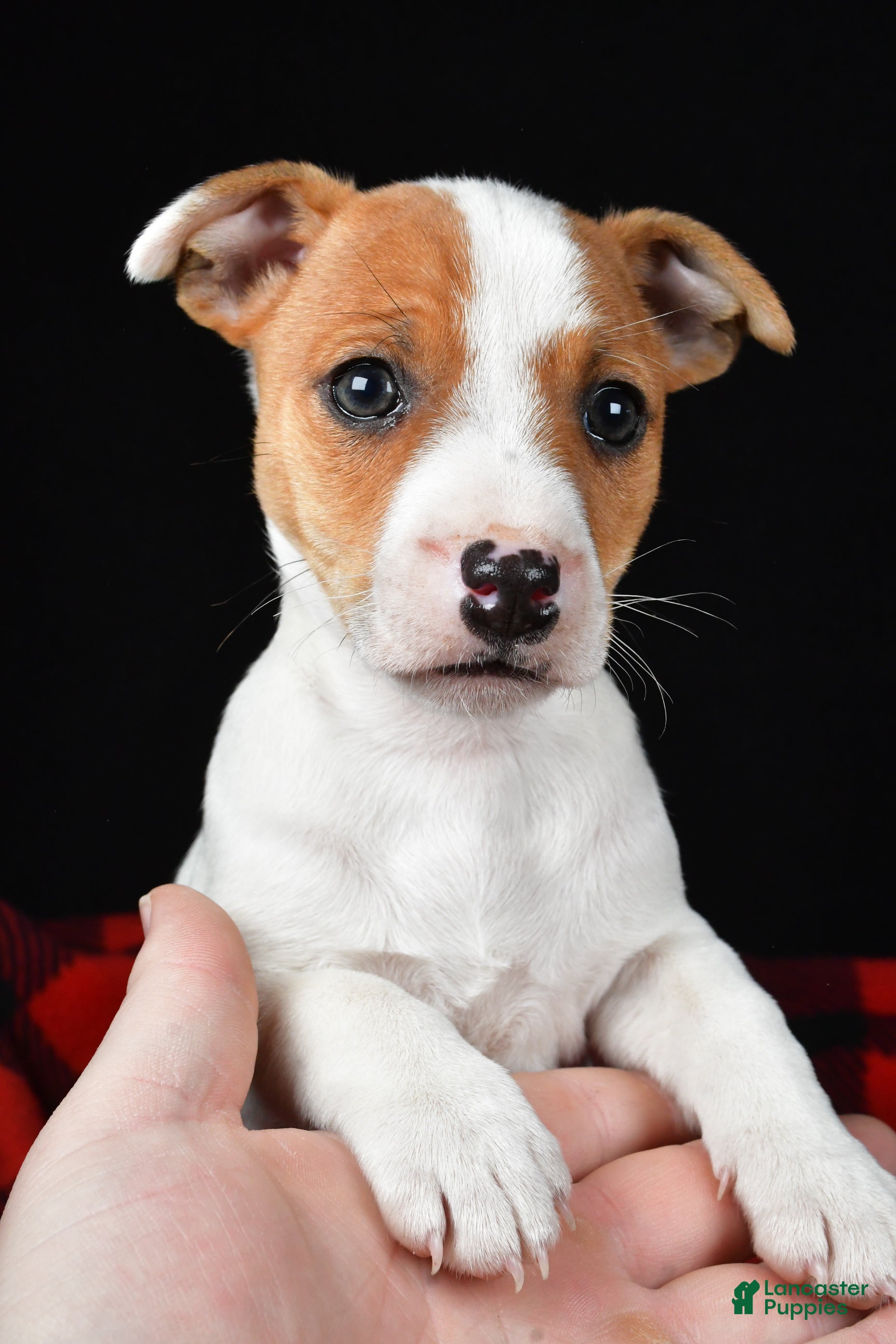 Jack Russell Terrier dogs Muffin - Ad 4