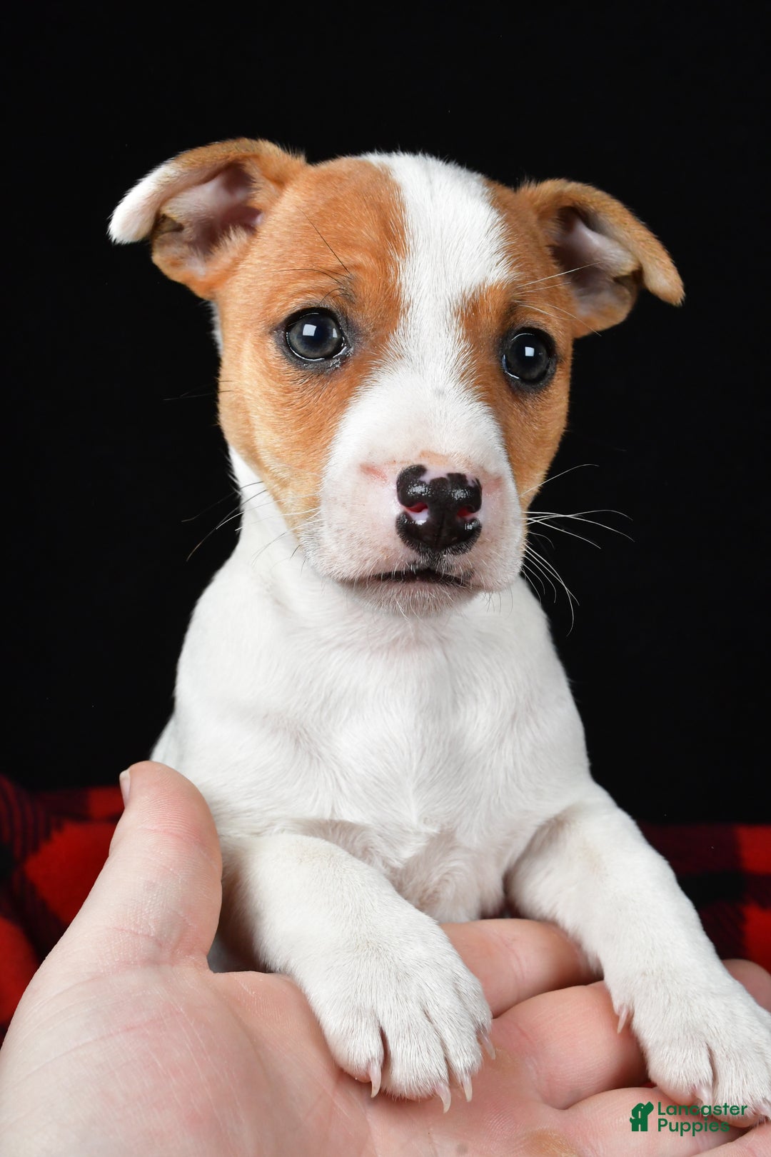 Jack Russell Terrier dogs for sale: Muffin - Ad 1