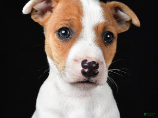 Jack Russell Terrier dogs Muffin - Ad 4