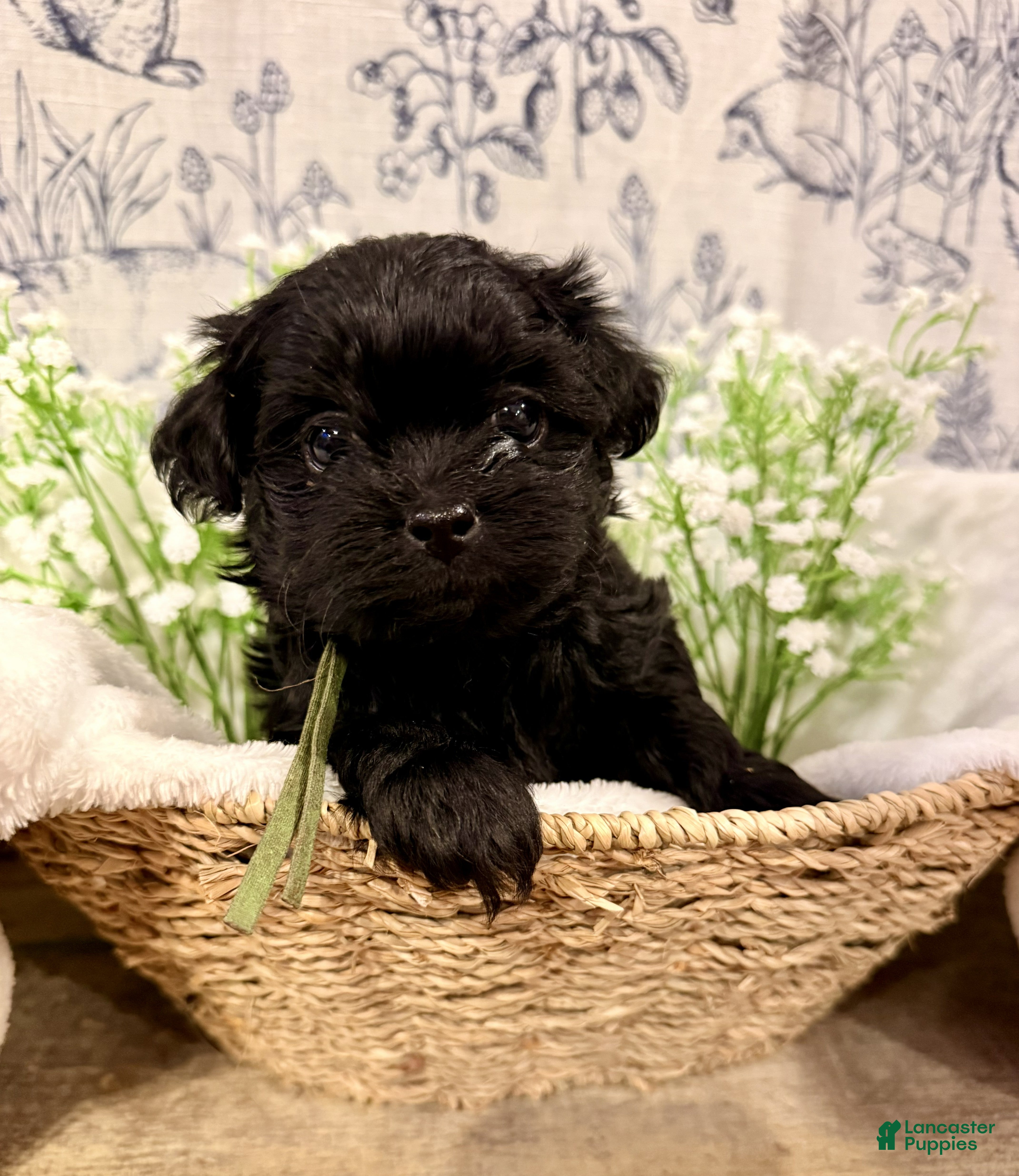 Shihpoo dogs Parker - Ad 28