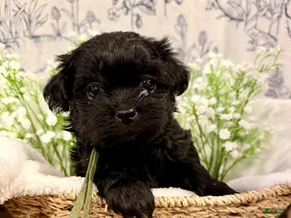 Shihpoo dogs Parker - Ad 28