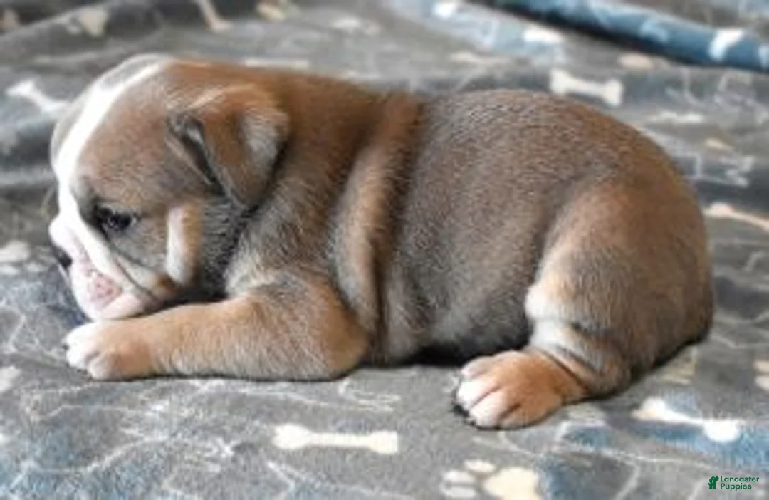 English Bulldog dogs for sale: AXLE BLUE & WHITE - Ad 4