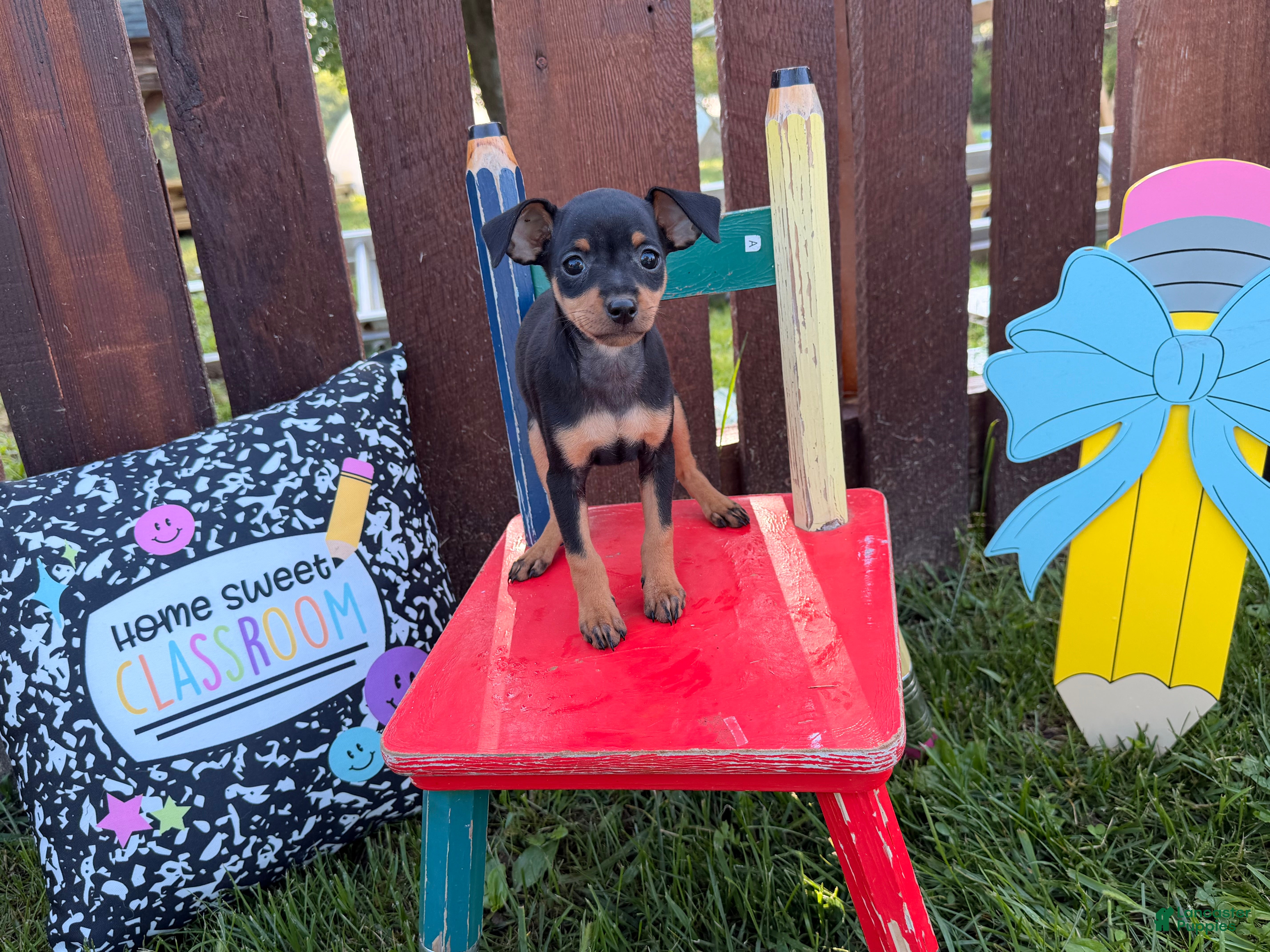 Miniature Pinscher dogs Mocha  - Ad 2