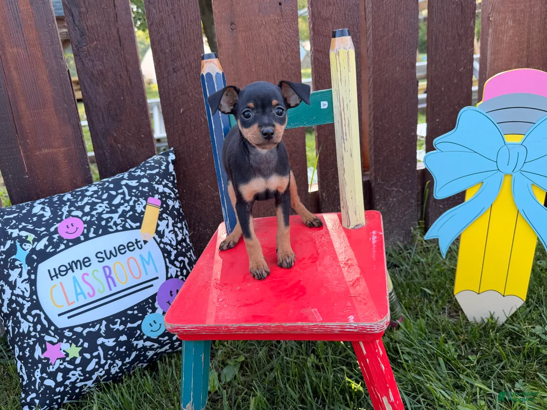 Miniature Pinscher dogs for sale: Mocha  - Ad 2