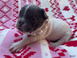 French Bulldog dogs Stella - Ad 7