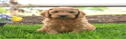 Goldendoodle dogs for sale: Teyson - Ad 5