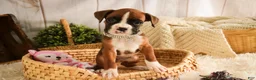 Boxer dogs for sale: Latte - Ad 1