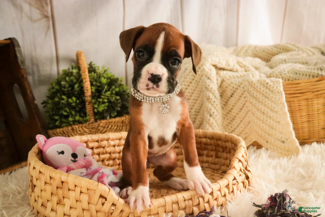 Boxer dogs for sale: Latte - Ad 1