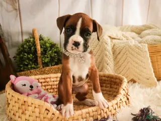 Boxer dogs Latte - Ad 25