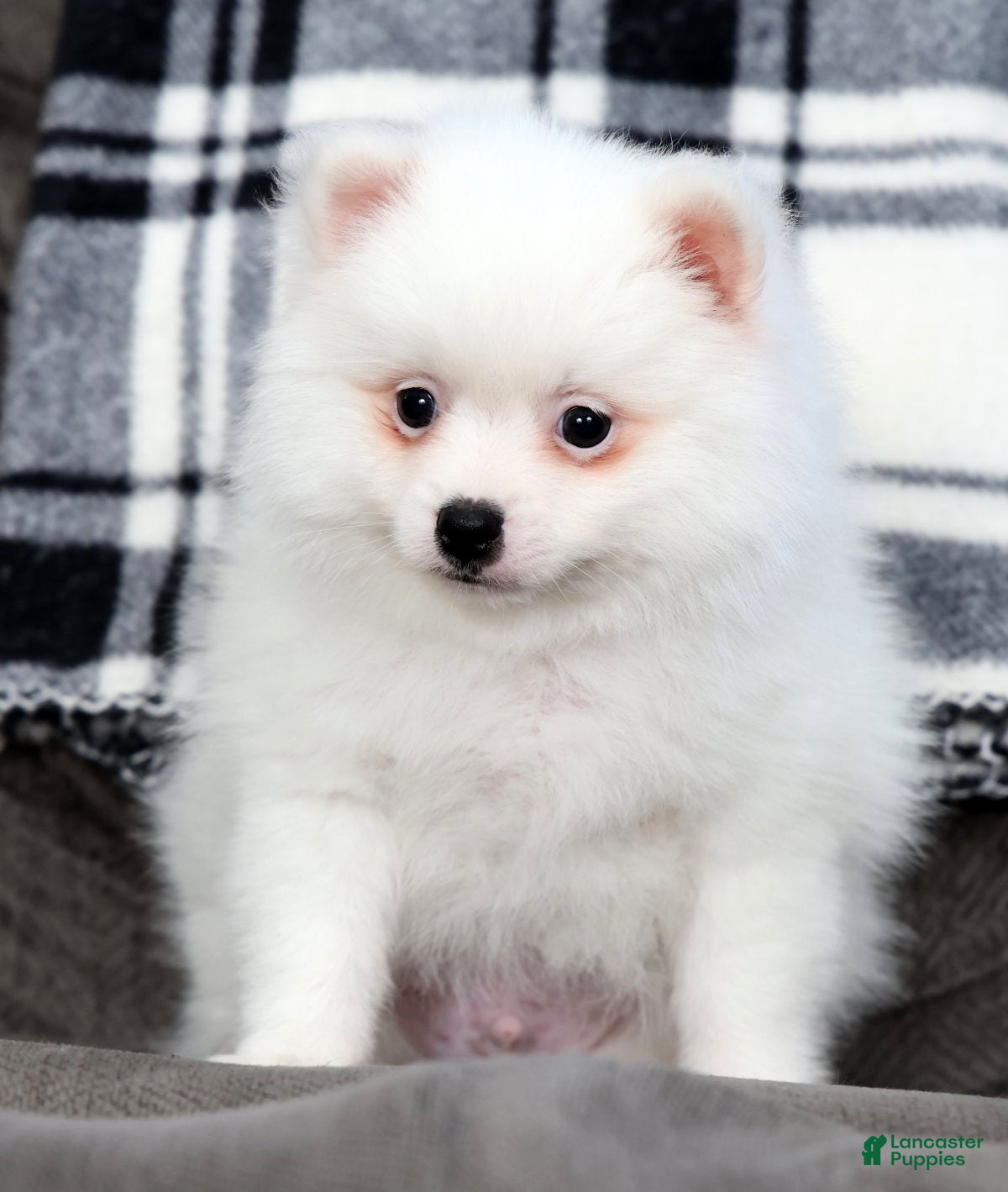 Pomeranian dogs Teddy - Ad 2
