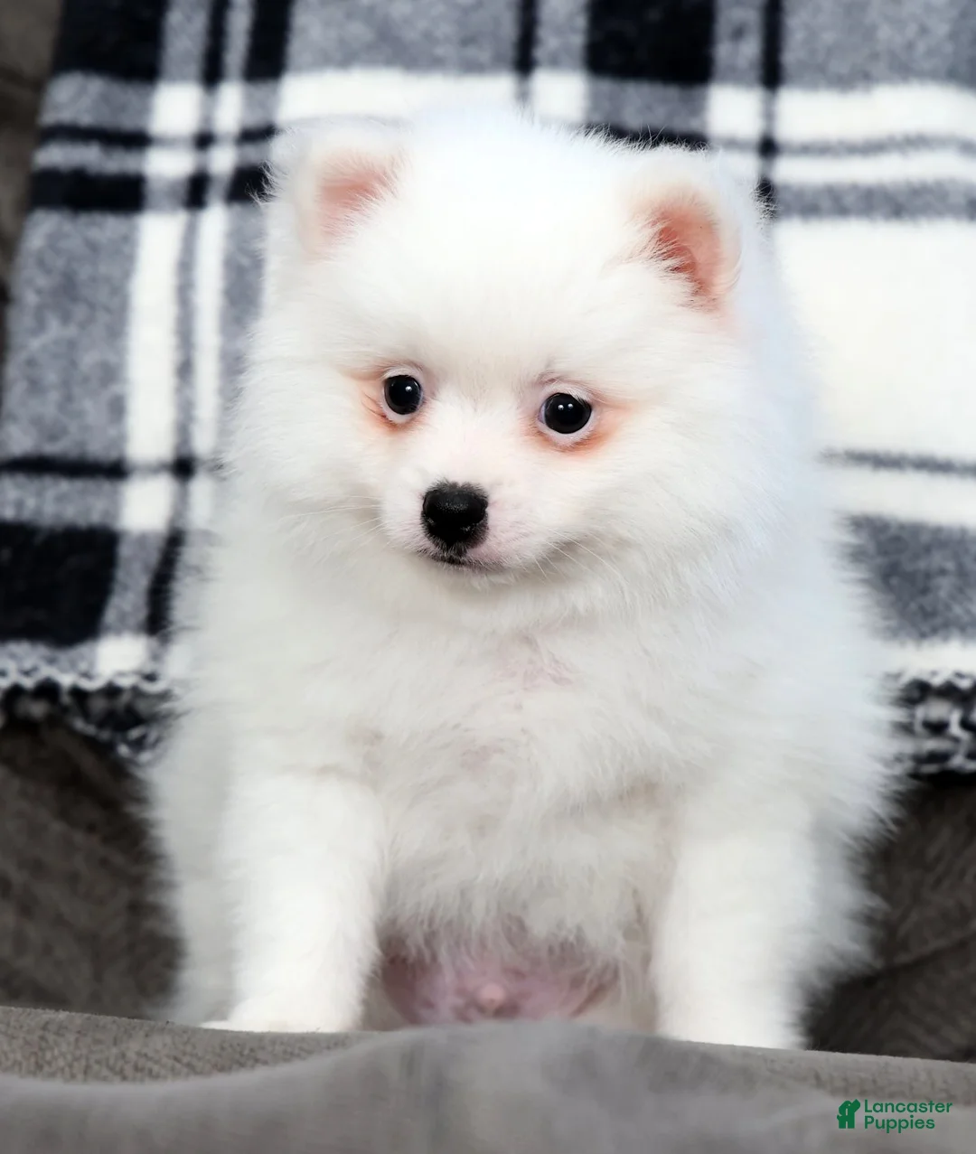 Pomeranian dogs for sale: Teddy - Ad 2