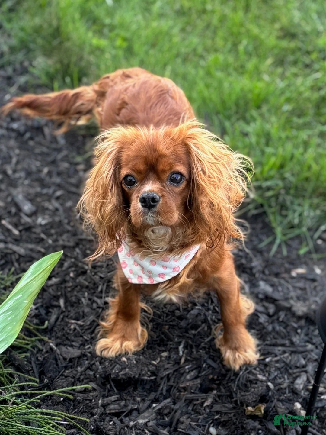 Cavapoo dogs for sale: Mable Cavapoo Puppy  - Ad 5