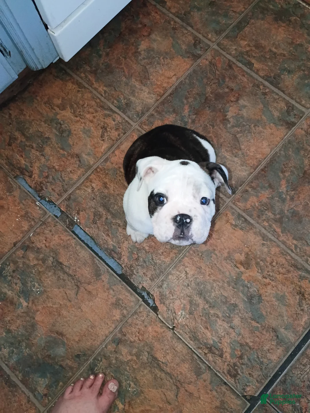 French Bulldog dogs for sale: French Bulldog Puppy 1 - Ad 2