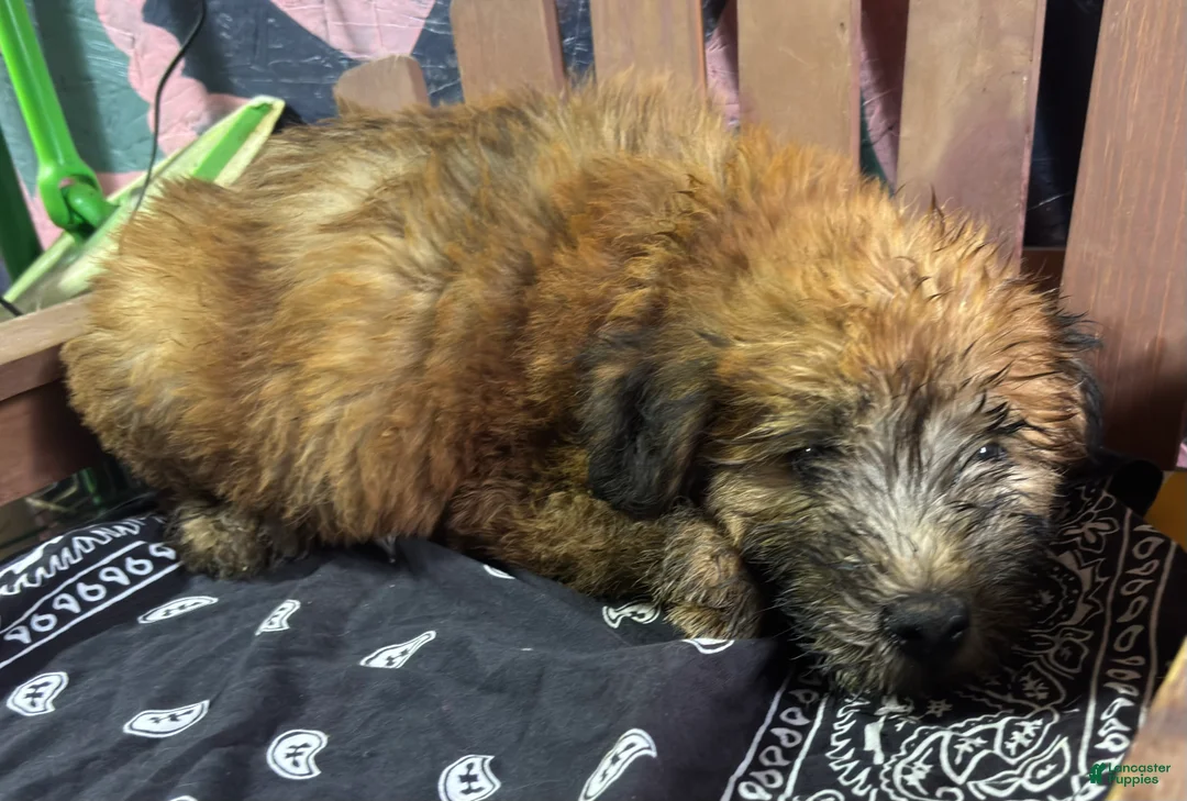 Soft Coated Wheaten Terrier dogs for sale: Zeke - Ad 1