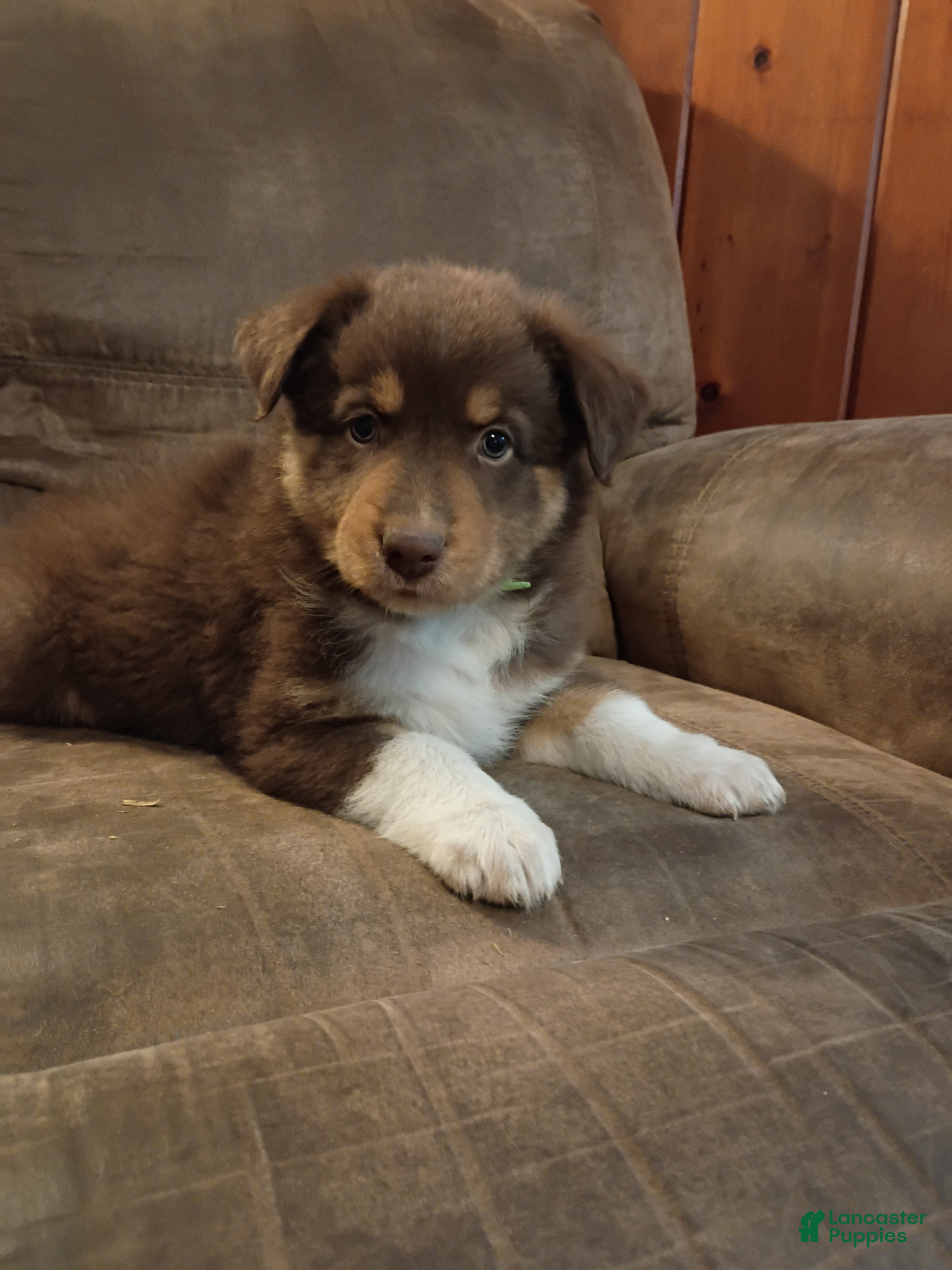 Australian Shepherd dogs for sale: Mocha - Ad 40