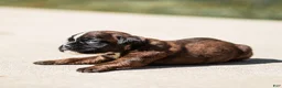 Boxer dogs for sale: Lori Boxer Puppy  - Ad 3